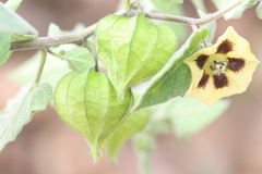 Physalis chenopodifolia