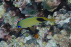 Plectroglyphidodon johnstonianus