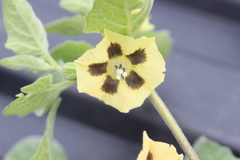Physalis chenopodifolia