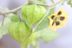 Physalis chenopodifolia