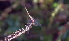 Trithemis werneri