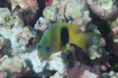 Plectroglyphidodon johnstonianus