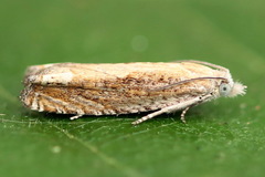 Eucosma obumbratana