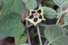 Physalis chenopodifolia