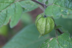 Physalis chenopodifolia