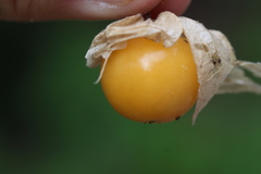 Physalis chenopodifolia