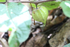Physalis chenopodifolia