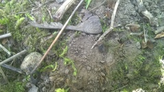 Dermestes undulatus