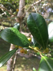 Ilex myrtifolia