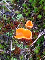 Neottiella