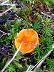 Neottiella
