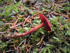 Cortinarius neosanguineus