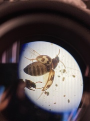 Phaleromela variegata