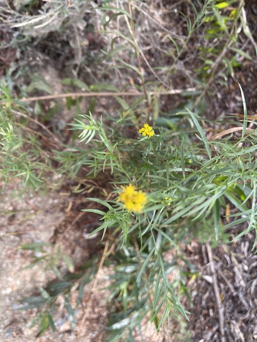 iNaturalist observation photo of western goldenrod