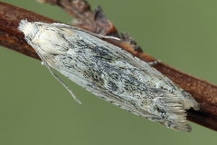 Eucosma wimmerana