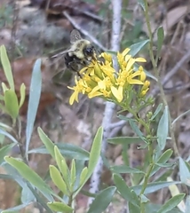 Bombus impatiens image