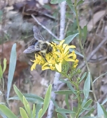 Bombus impatiens image