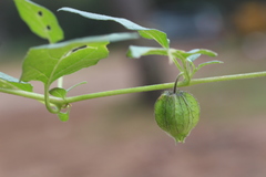 Physalis chenopodifolia