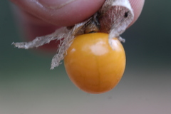 Physalis chenopodifolia