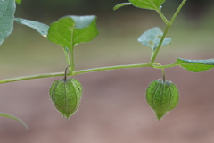 Physalis chenopodifolia