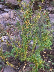 Berberis fendleri