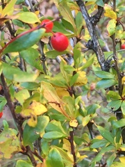 Berberis fendleri