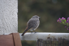 Phoenicurus ochruros