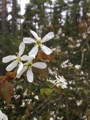 Amelanchier × lamarckii