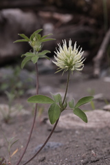 Trifolium caucasicum