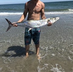 Scomberomorus cavalla