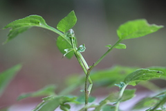 Solanum cardiophyllum