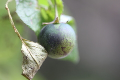 Solanum cardiophyllum