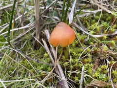 Hygrocybe conicoides
