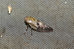 Aphrophora major