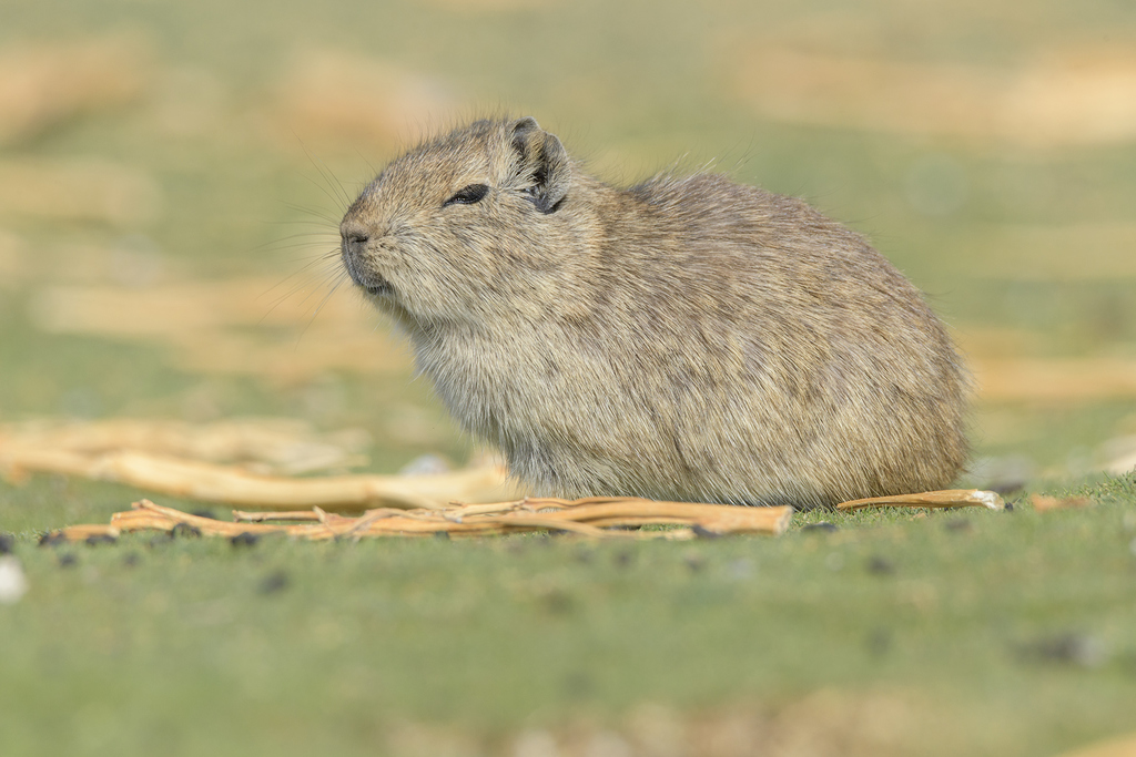 Andean Mountain Cavy