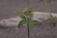 Trifolium caucasicum