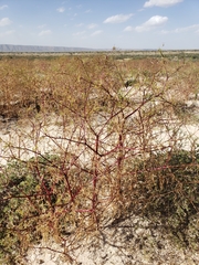 Dicranocarpus parviflorus