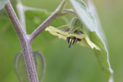 Physalis chenopodifolia
