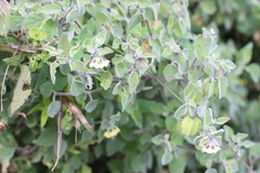 Physalis chenopodifolia