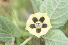 Physalis chenopodifolia