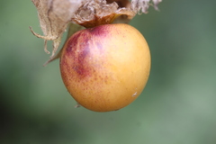 Physalis chenopodifolia