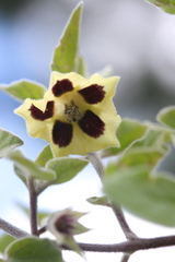 Physalis chenopodifolia