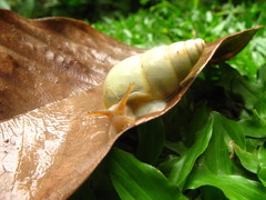 Amphidromus flavus