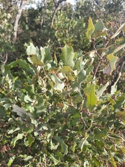 Quercus havardii
