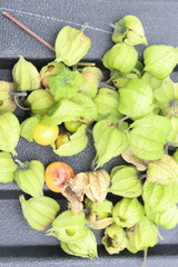 Physalis chenopodifolia
