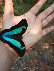 Mesoprepona pheridamas