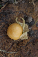 Physalis chenopodifolia