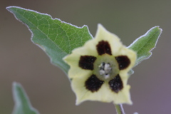 Physalis chenopodifolia