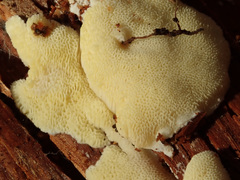 Antrodiella citrinella