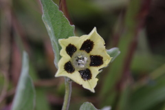 Physalis chenopodifolia